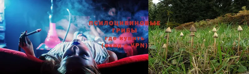 Галлюциногенные грибы Psilocybe  где найти   Вышний Волочёк 